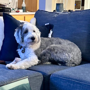 Meet your Posher, Monty